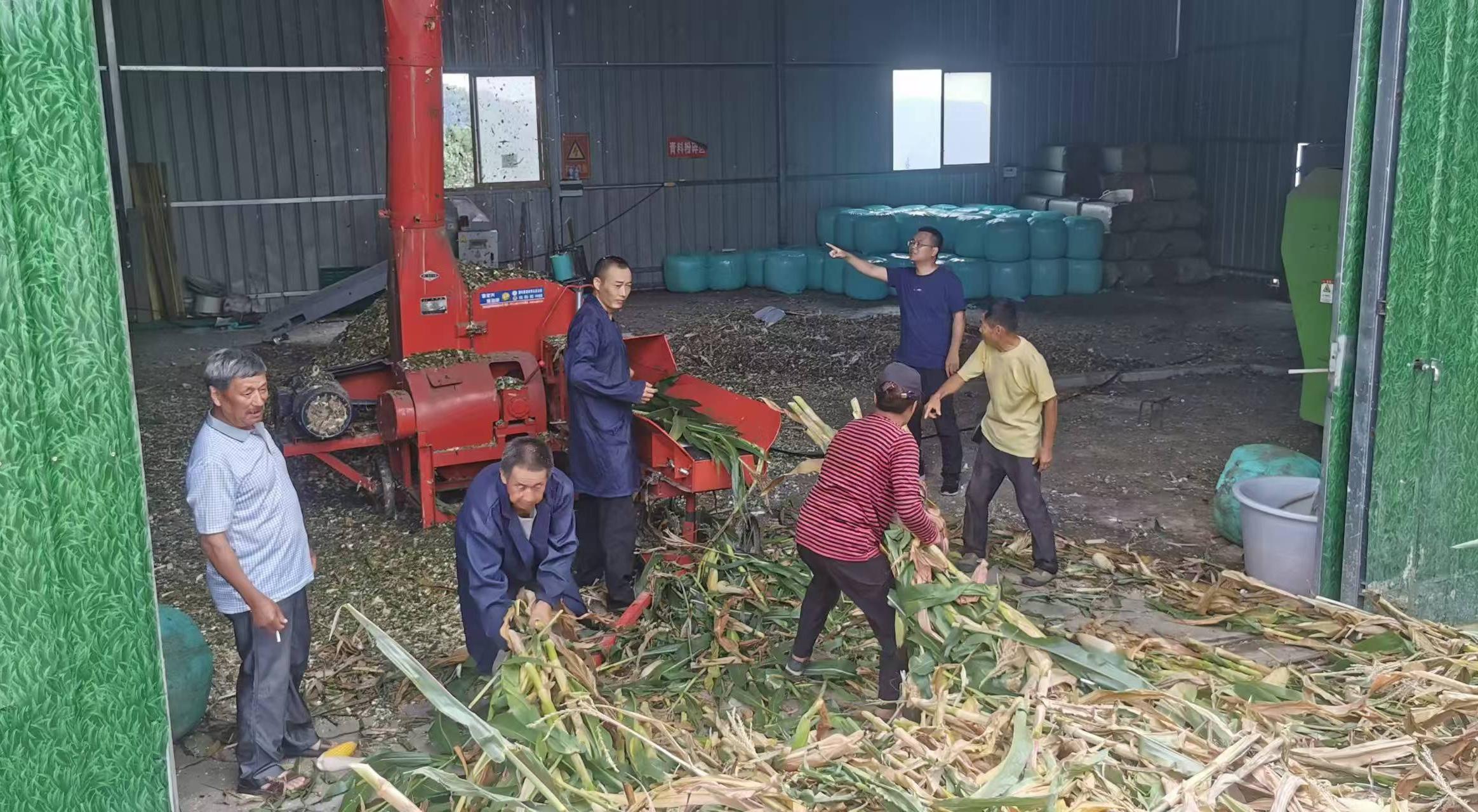 李杰超（右二）組織收購(gòu)村民玉米、開(kāi)展飼草加工